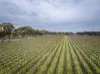 Lot  300 V&A Lane Penola, Coonawarra, SA 5263-Image