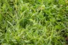 Lot  300 V&A Lane Penola, Coonawarra, SA 5263-Image