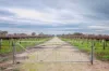 Lot  300 V&A Lane Penola, Coonawarra, SA 5263-Image
