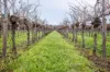 Lot  300 V&A Lane Penola, Coonawarra, SA 5263-Image