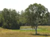 Lot 31 Brooweena Woolooga Road, Teebar, Qld 4620-Image