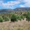 Lot 34 Gibraltar Station Road, Tenterfield, NSW 2372-Image