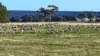 Lot 4 Browns Lane, Snake Valley, Vic 3351-Image