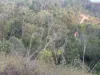 Lot 42 Green Gully Road, Murphys Creek, Qld 4352-Image