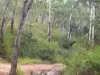 Lot 42 Green Gully Road, Murphys Creek, Qld 4352-Image