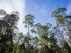 Lot 5 Liena Road, Liena, Tas 7304-Image