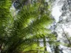 Lot 5 Liena Road, Liena, Tas 7304-Image