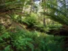 Lot 5 Liena Road, Liena, Tas 7304-Image
