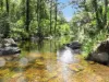 Lot 62 Baxters Ridge Road, Gloucester, NSW 2422-Image