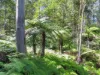 Lot 62 Baxters Ridge Road, Gloucester, NSW 2422-Image