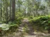Lot 62 Baxters Ridge Road, Gloucester, NSW 2422-Image