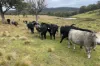 Lot 7 Longview Road, Big Hill, NSW 2579-Image
