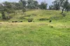 Lot 7 Longview Road, Big Hill, NSW 2579-Image