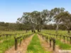 Lot 704 Wynns Road, Flaxman Valley, SA 5235-Image