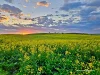 Lot 72 Teakle Road, Bowes, WA 6535