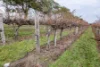 Lot 729 McBain Road, Coonawarra, SA 5263-Image