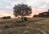 Lot 8101 Goldfields Road, Kellerberrin, WA 6410-Image