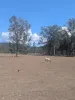 Lot 83 Wallers Road,, Ringwood, Qld 4343-Image