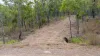 Lot 96 Avocado Crescent, Captain Creek QLD 4677-Image