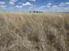 Lots 76-78 Hodgson Lane North, Roma, Qld 4455-Image