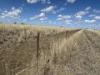 Lots 76-78 Hodgson Lane North, Roma, Qld 4455-Image