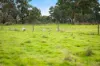 Lots 7,8-9 Racecourse Road, Kalangadoo, SA 5278-Image