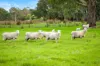Lots 7,8-9 Racecourse Road, Kalangadoo, SA 5278-Image