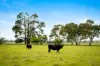 Lots 7,8-9 Racecourse Road, Kalangadoo, SA 5278-Image