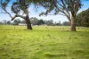 Lots 7,8-9 Racecourse Road, Kalangadoo, SA 5278-Image