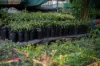 , Mareeba QLD 4880-Image