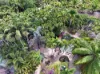 , Mareeba QLD 4880-Image