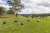 "Mount Albion" 203 Collingwood Road, Hampton QLD 4352-Image