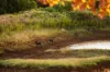 "Overberg" 3697 Esk Hampton Road, Ravensbourne QLD 4352-Image