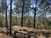 Parcel O Hitcham Park Dairy Arm Road, Laguna, NSW 2325-Image