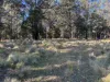Part 9174 Thunderbolts Way, Nowendoc, NSW 2354