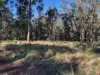 Part 9174 Thunderbolts Way, Nowendoc, NSW 2354-Image