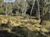 Part 9174 Thunderbolts Way, Nowendoc, NSW 2354-Image