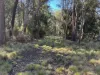 Part 9174 Thunderbolts Way, Nowendoc, NSW 2354-Image