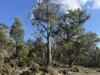 PID 6833089 Tunbridge Tier Road, Interlaken, Tas 7030-Image