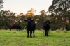 'Pine Valley Ranch'/176 McMullen Road, Hampton QLD 4352-Image