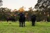 'Pine Valley Ranch' 176 McMullen Road, Hampton, Qld 4352-Image