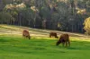 'Pine Valley Ranch' 176 McMullen Road, Hampton, Qld 4352-Image