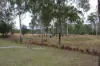 , Raglan QLD 4697-Image