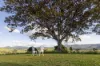 "Riverdance" 2138 Maleny - Kenilworth Road, Conondale QLD 4552-Image