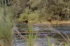 "Riverdance" 2138 Maleny - Kenilworth Road, Conondale QLD 4552-Image