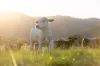 "Riverdance" 2138 Maleny - Kenilworth Road, Conondale QLD 4552-Image