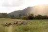 "Riverdance" 2138 Maleny - Kenilworth Road, Conondale QLD 4552-Image