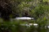 "Riverdance" 2138 Maleny - Kenilworth Road, Conondale QLD 4552-Image
