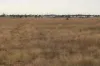 , Roma QLD 4455-Image