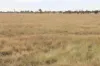 , Roma QLD 4455-Image